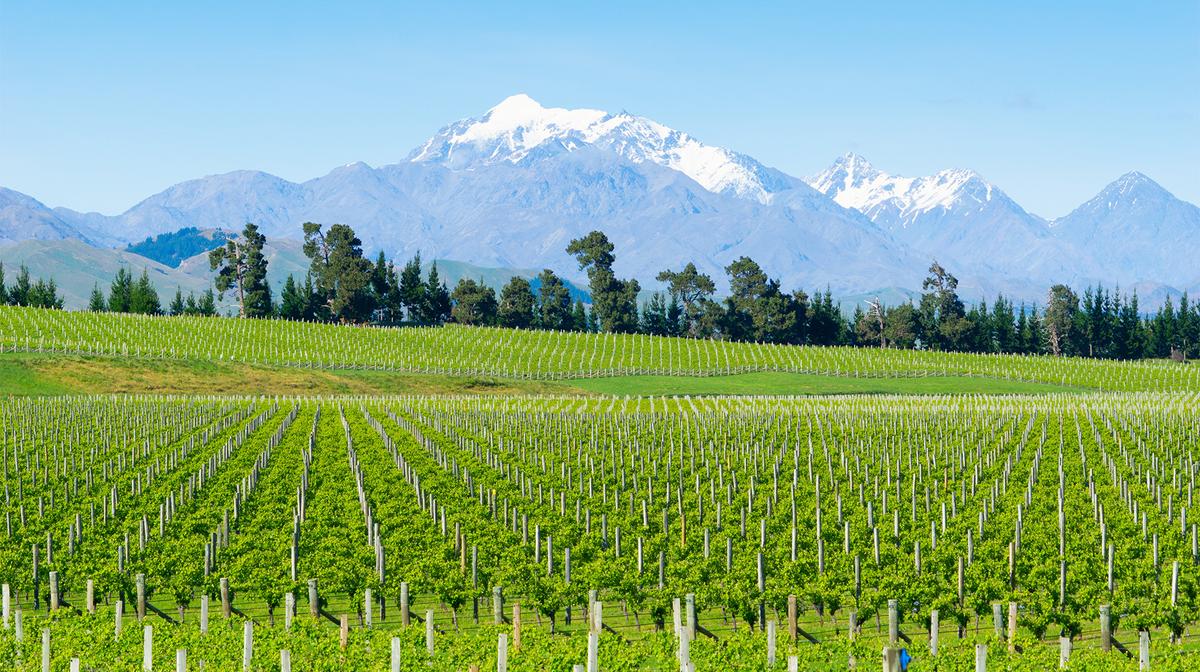 New Zealand 2024 & 2025 North to South Tour with Waitomo Glowworm Caves, Lake Rotorua & Marlborough Wine Tasting