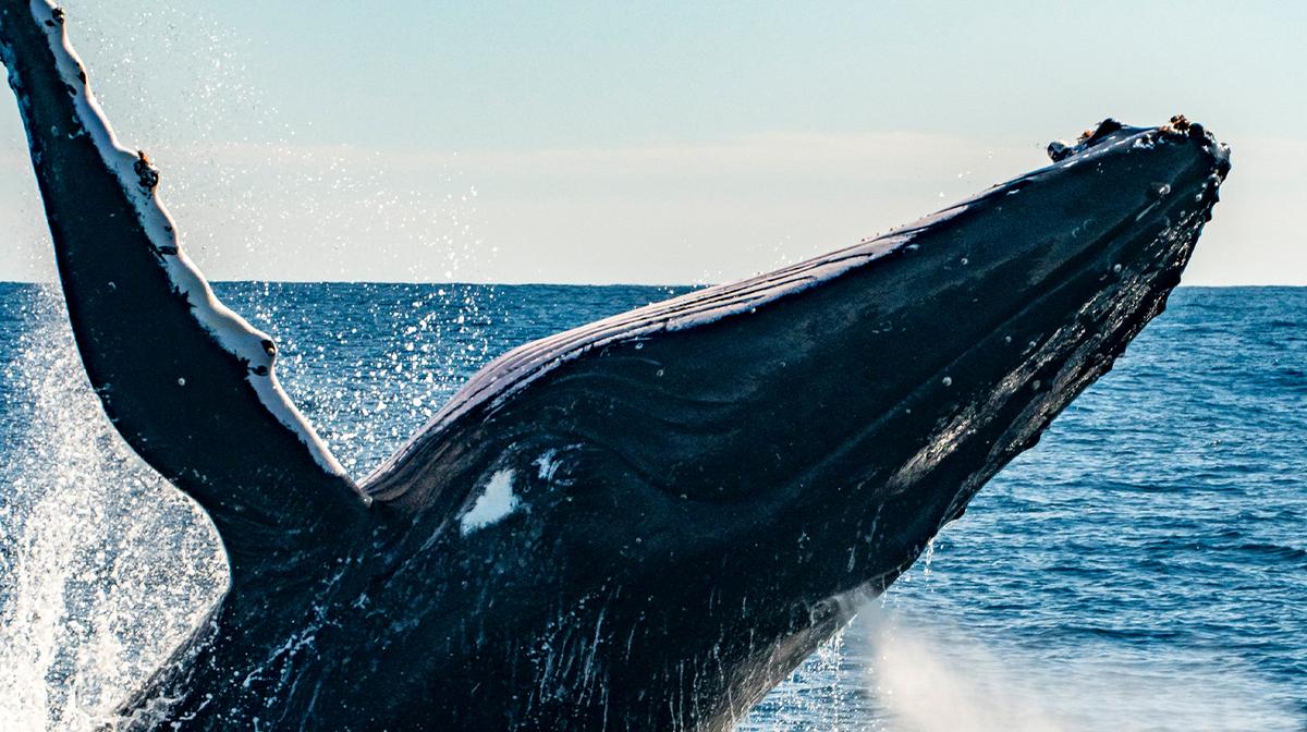 Sydney: Two-Hour Whale Whisperer Whale Cruise 