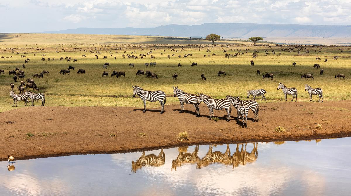 Kenya: 9-Day Ultra Luxe Small-Group Tour with Five-Star Fairmont Stays, Big Five Game Drives, Daily Dining & Internal Flights