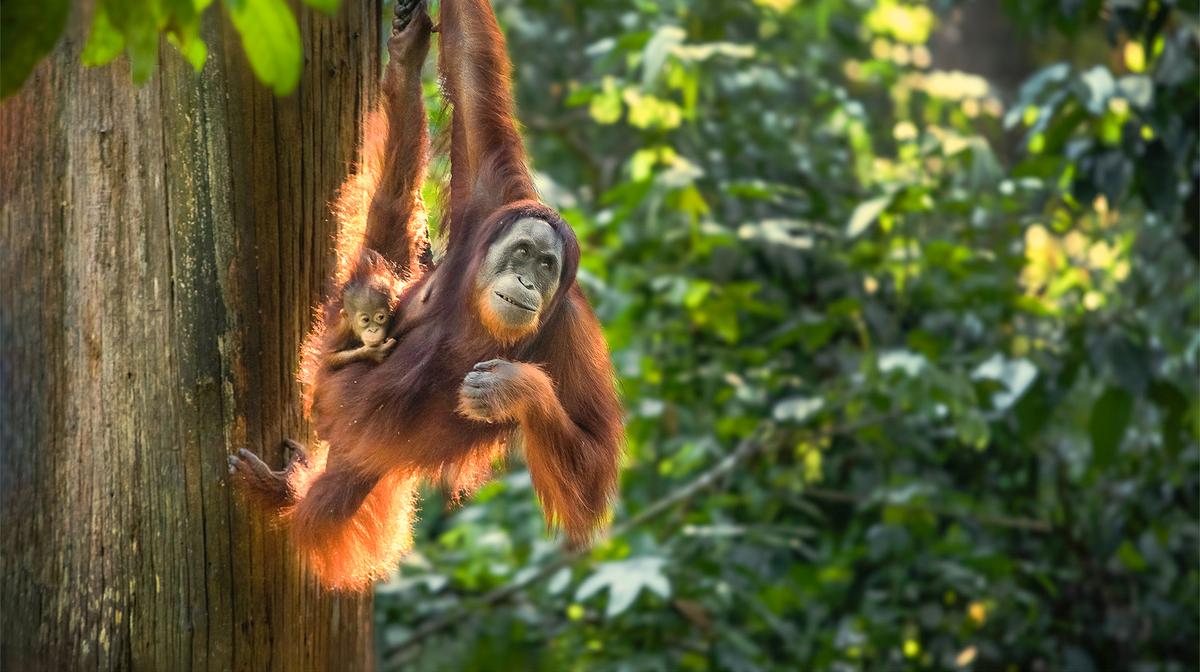 Borneo & Malaysia Small-Group Tour with Orangutan Experience, Rainforest River Cruise & Domestic Flights