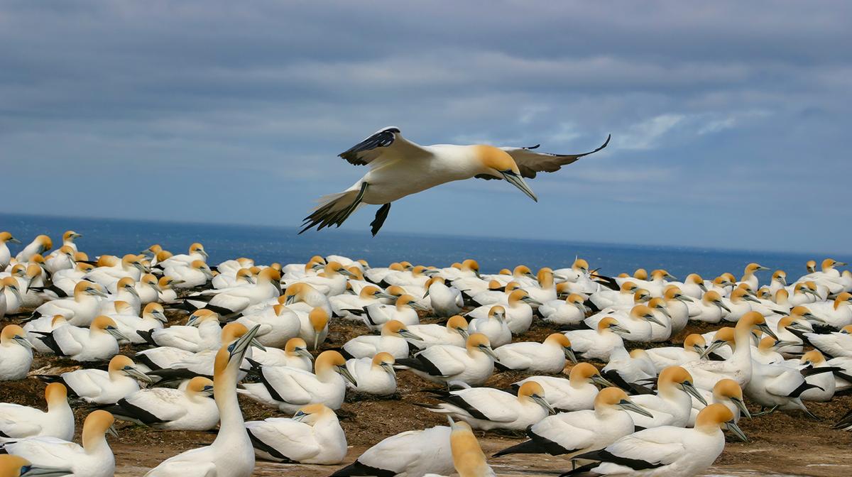 Hawke’s Bay: Three-Hour Cape Kidnappers Tour