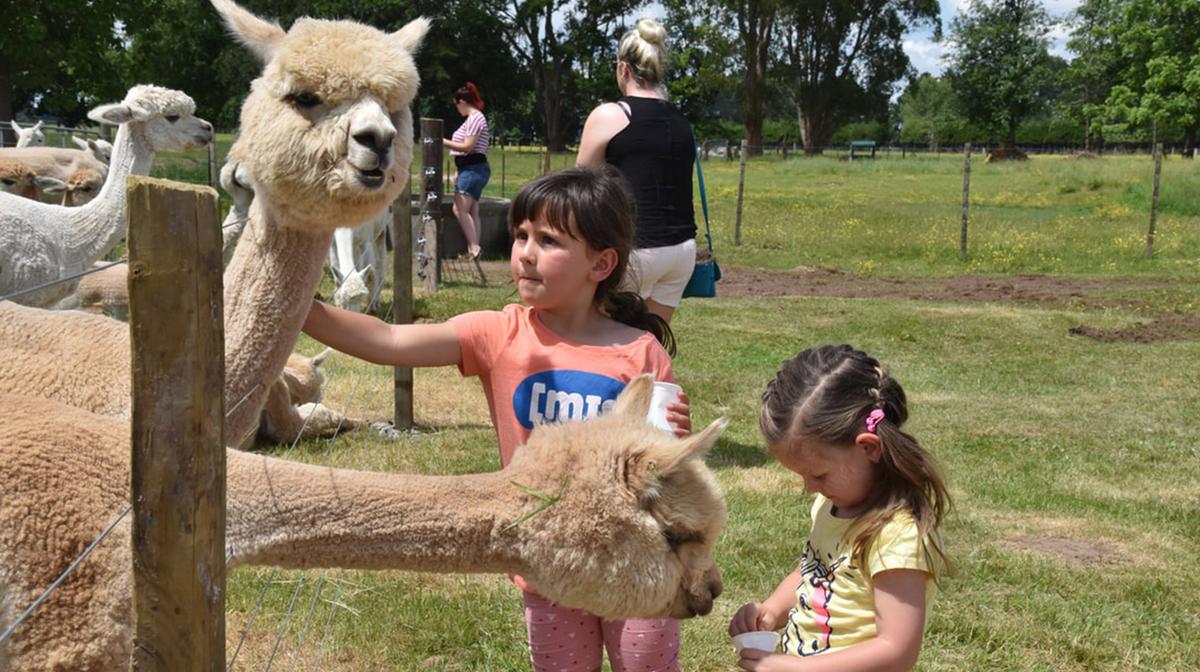 Gordonton: Interactive Alpaca Farm Experience with Alpaca Feeding, Discount on Food & Drinks at Cafe