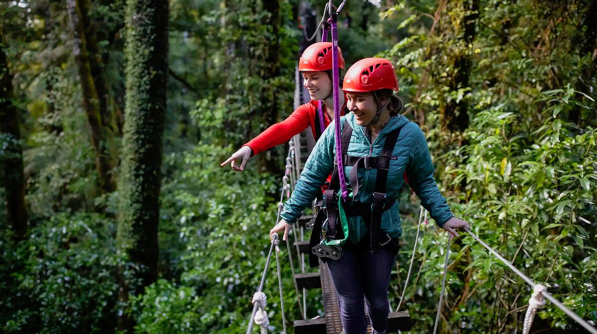 Rotorua: Swing into an Original or Ultimate Canopy Small Group Adventure Tour above New Zealand's Ancient Forest