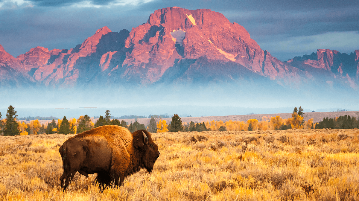 Yellowstone & Grand Tetons 2024 Hiking Adventure with Old Faithful, Grand Prismatic Spring & Wolf-Tracking Experience