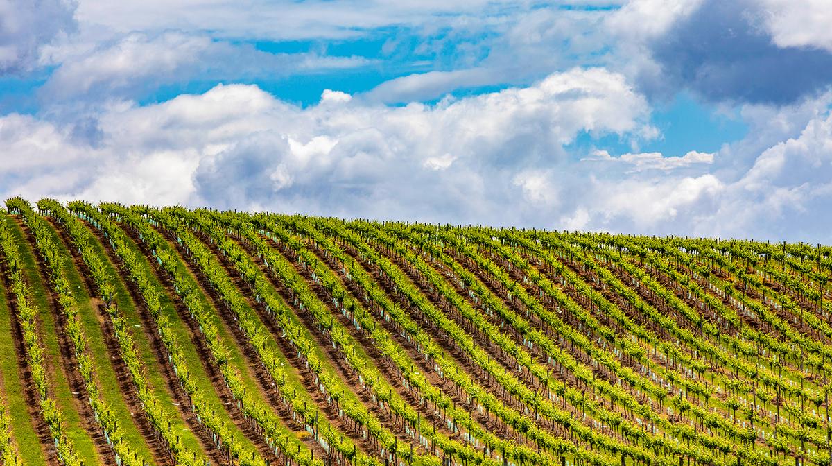 Sydney: Full-Day Taste of the Hunter Valley Wine Tour with Lunch & Glass of Wine