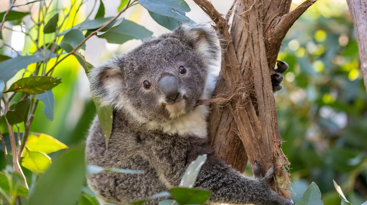 Sydney: Take the Little Ones to WILD LIFE Sydney Zoo with Kids-Go-Free Entry Tickets