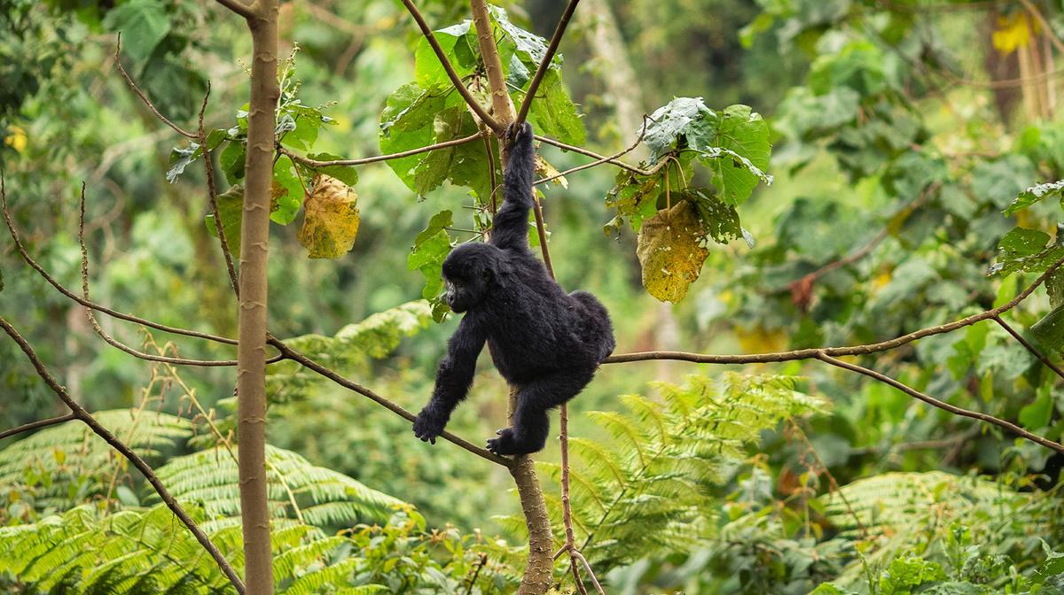 Uganda 2024 Small-Group Safari with Gorilla & Chimpanzee Trekking, Game Drives & Lake Victoria Cruise