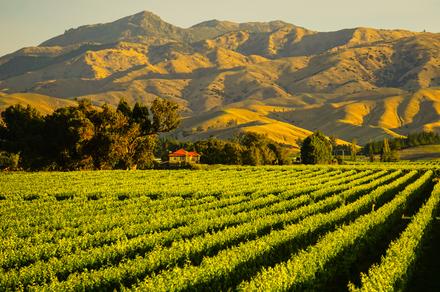 Marlborough Sounds: 6-Day Luxury Small-Group Wine Tour with Decadent Dining, Scenic Cruises & Five-Star Luxe Stay