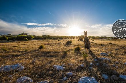 South Australia 2021: 6-Day Small-Group Tour of Flinders Ranges & Kangaroo Island with Wilpena Pound Scenic Flight