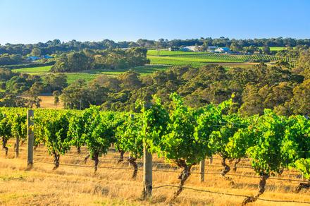 Wines of the West: 4-Day Luxury Small-Group Gourmet Tour from Perth to Margaret River with Wine Tastings & Five-Star Stays