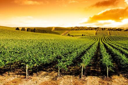 South Australia: 4-Day Small-Group Gourmet Tour with Private Wine Tastings & All-Inclusive Luxury Outback Stay