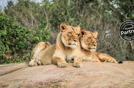 South Africa: 12-Day Small-Group Tour with Garden Route Road Trip & Kruger National Park Game Drives