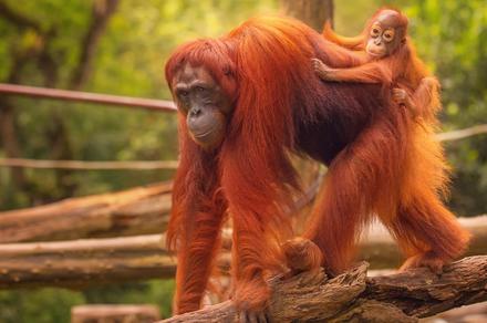 Borneo and Kuala Lumpur: A 9-Day Tour with Orangutan Sanctuary Visit and Return International Flights