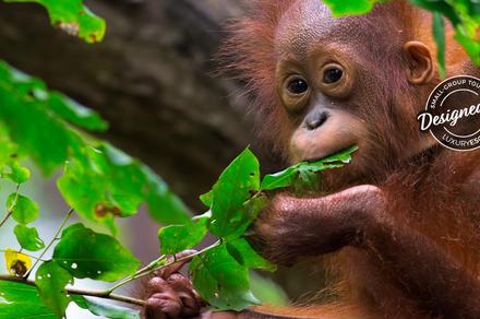 Borneo & Malaysia: 9-Day Luxury Small-Group Tour with Sepilok Orangutan Centre Visit & Penang & Ipoh Extension