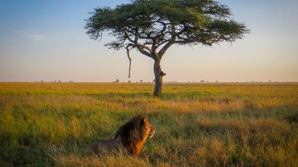 Kenya and Tanzania: The Ultimate 10-Day All-Inclusive Luxury Safari with Serengeti and Maasai Mara Game Drives