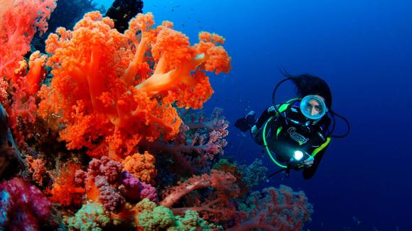 Fiji Diving Adventure: 8-Day Small-Group Underwater Experience with Luxury Private Island Stay