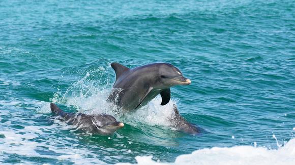 Perth: Wild Dolphin Swim & Snorkel Experience with Light Lunch