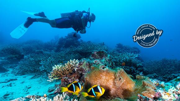 Dive Fiji: 7-Day Luxury Small-Group Adventure with Personalised Diving, Wellness Package & Daily Dining