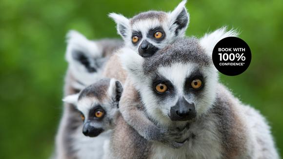 Madagascar 2022 & 2023: 10-Day Small-Group Eco-Tour with Rare Wildlife Viewing, National Parks & Unique Cultural Experiences