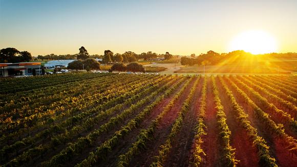 Swan Valley: 6-Hour Small-Group Gourmet Day Trip from Perth with Wine Tastings & Fine-Dining Lunch