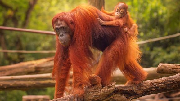 Borneo and Kuala Lumpur: A 9-Day Tour with Orangutan Sanctuary Visit and Return International Flights