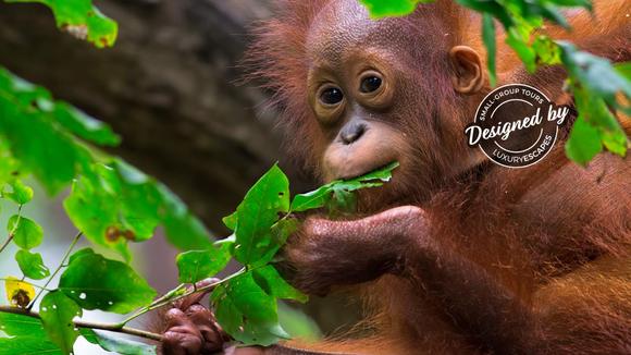 Borneo & Malaysia: 9-Day Luxury Small-Group Tour with Sepilok Orangutan Centre Visit & Penang & Ipoh Extension