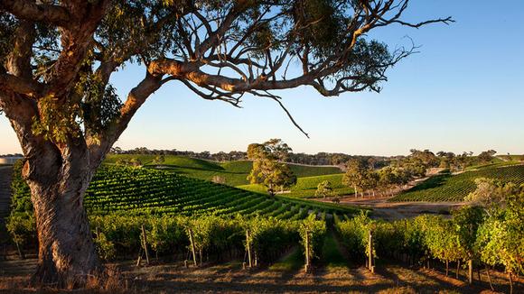 Multi-Award-Winning Adelaide Hills Vineyard Retreat with Wine Tasting & Daily Breakfast