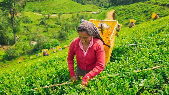 Spectacular Sri Lanka: 9-Day Tour with Safari & Return International Flights 
