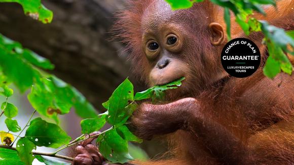 Borneo & Malaysia: 9-Day Luxury Small-Group Tour with Sepilok Orangutan Centre Visit & Penang & Ipoh Extension