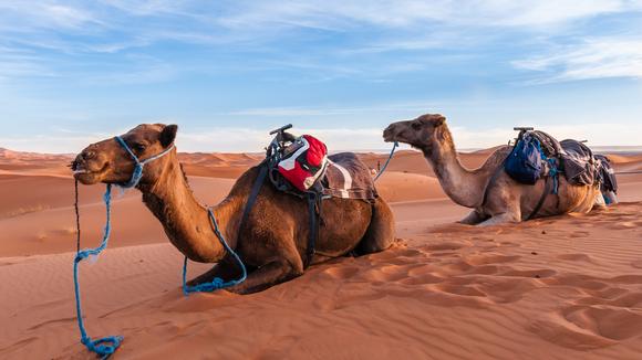 Experience the Best of Morocco: Medinas, Ancient Ruins & World-Heritage Sites