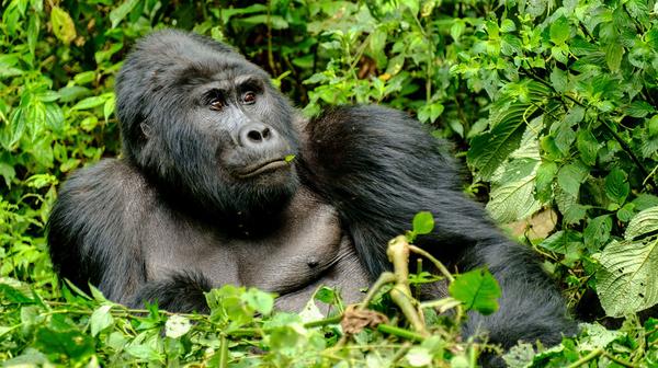 Uganda 2023: 8-Day Small-Group Safari with Gorilla & Chimpanzee Trekking, Game Reserve Drives & Lake Victoria Cruise