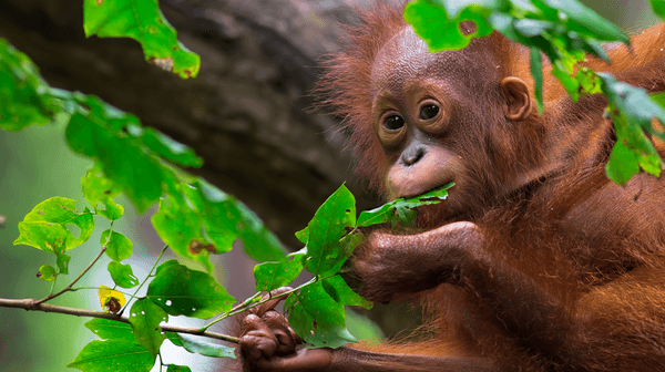 Borneo & Malaysia: 9-Day Luxury Small-Group Tour with Sepilok Orangutan Centre Visit & Penang & Ipoh Extension