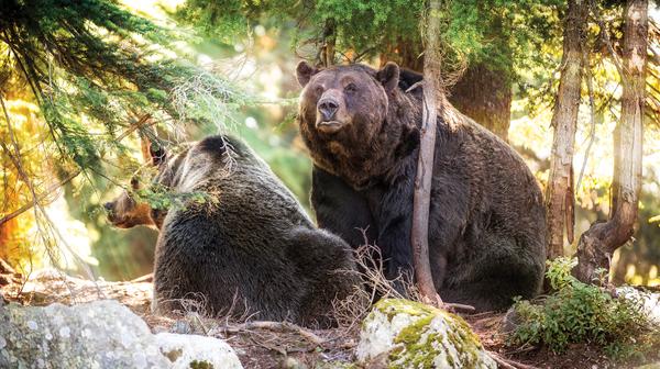 Canada 2022: 10-Day Luxury Small-Group Tour from Vancouver with Five-Star Stays, Victoria Whale Watching Cruise & Black Bear & Grizzly Experiences