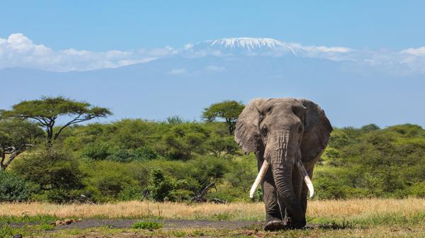 Kenya & Masai Mara: 8-Day Luxury Safari from Nairobi through Prime Game Reserves with All-Inclusive Dining, Game Reserve Drives & Internal Flights