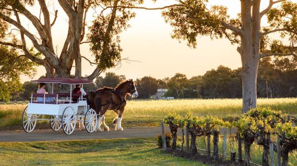 Langhorne Creek: 3.5-Hour Horse-Drawn Carriage Wine Tour with Cheeseboard & Tastings