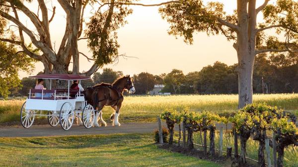 Fleurieu Peninsula: Horse-Drawn Carriage Wine Tour with Gourmet Cheese Platter & Tastings