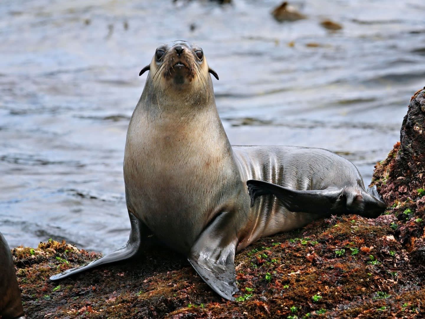 Phillip Island Seal Watching Cruise  4