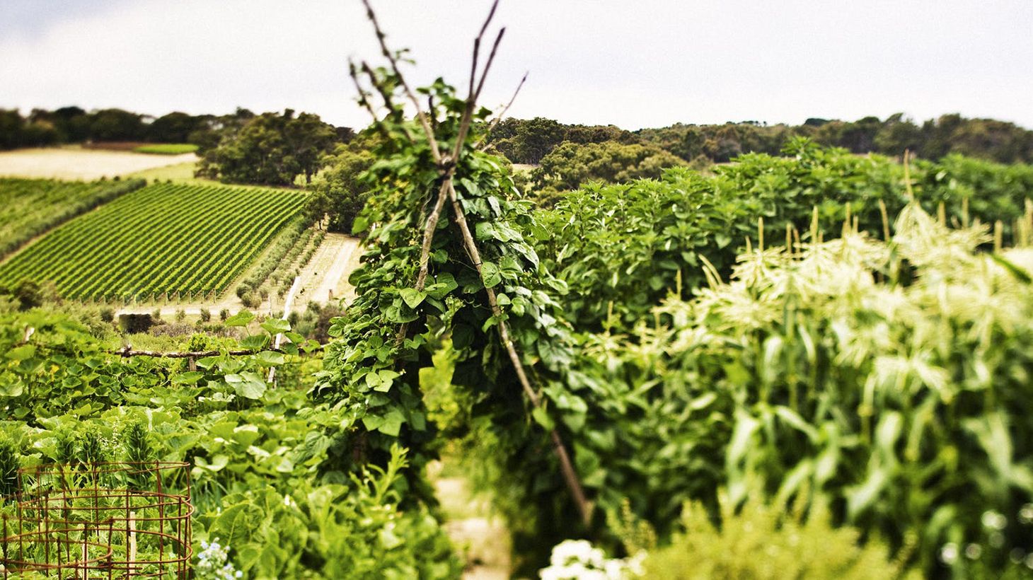 Estate to Plate Gourmet Indulgence with Wine Tasting & Multi-Course Lunch with Paired Wines 2