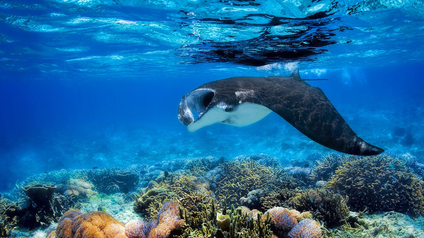 Full-Day Adventure to Manta Ray Experience with Snorkelling, Lunch & Transfers