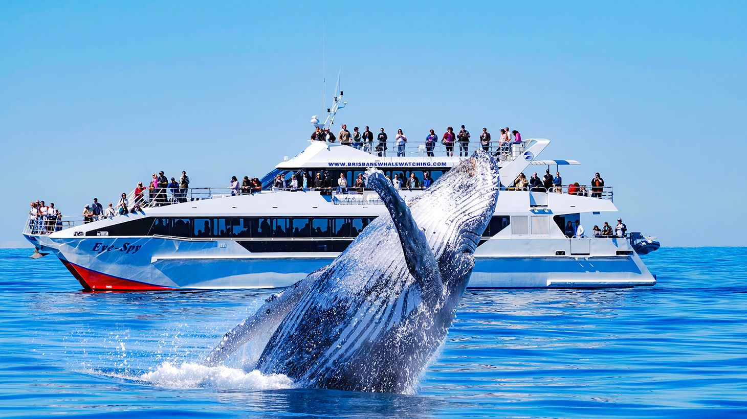 Half-Day VIP Whale Watching Adventure with Exclusive Mid Deck Table Seating & Picnic Lunchbox