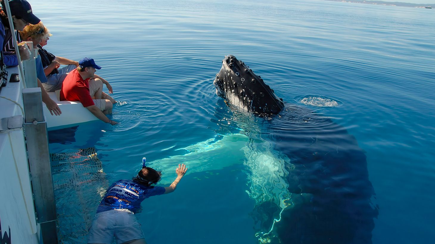 Eight-Hour Guided Whale Watching Experience with Buffet Lunch 2