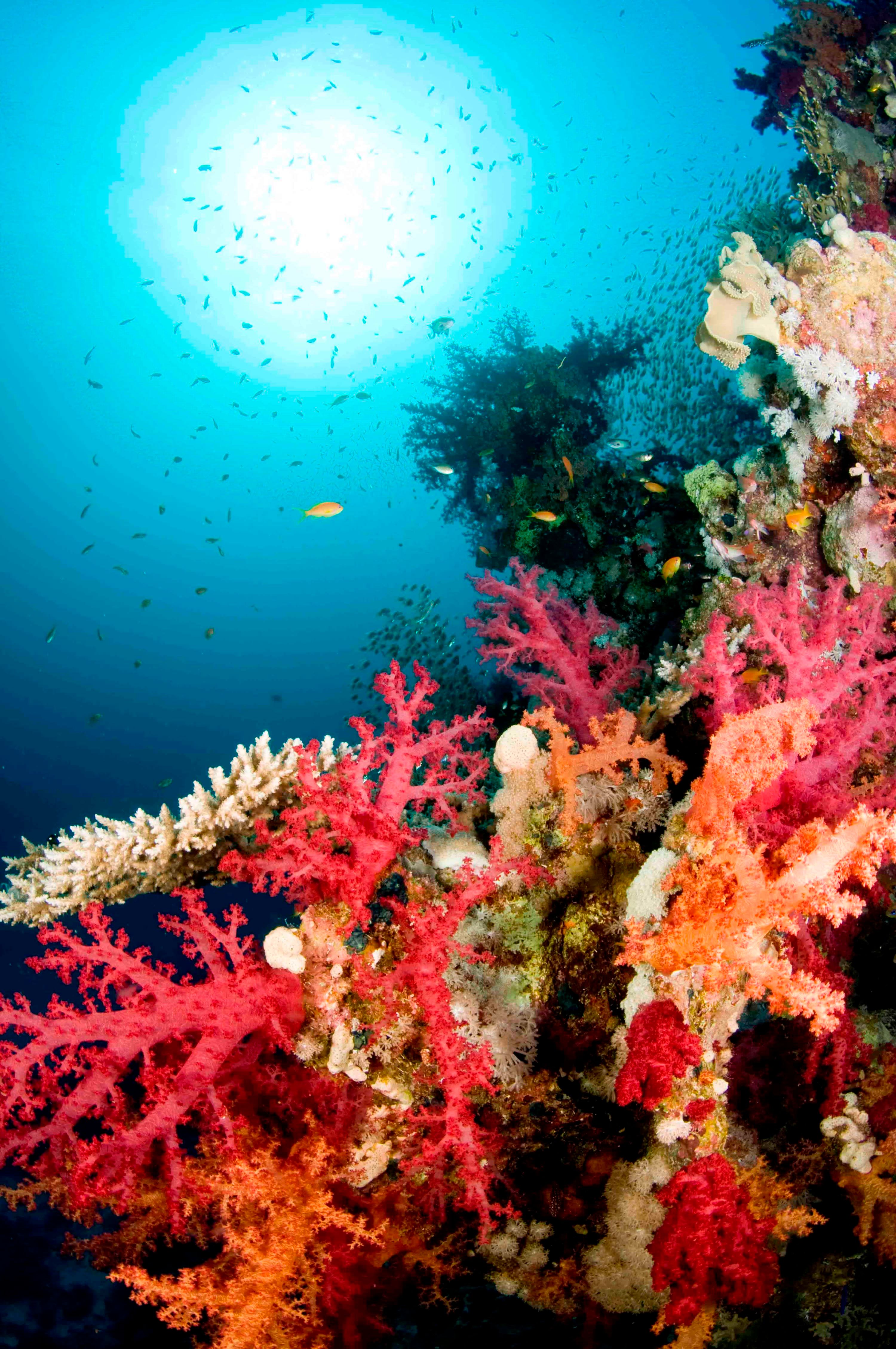 Fun Snorkeling in Menjangan Island with PADI 5* Center