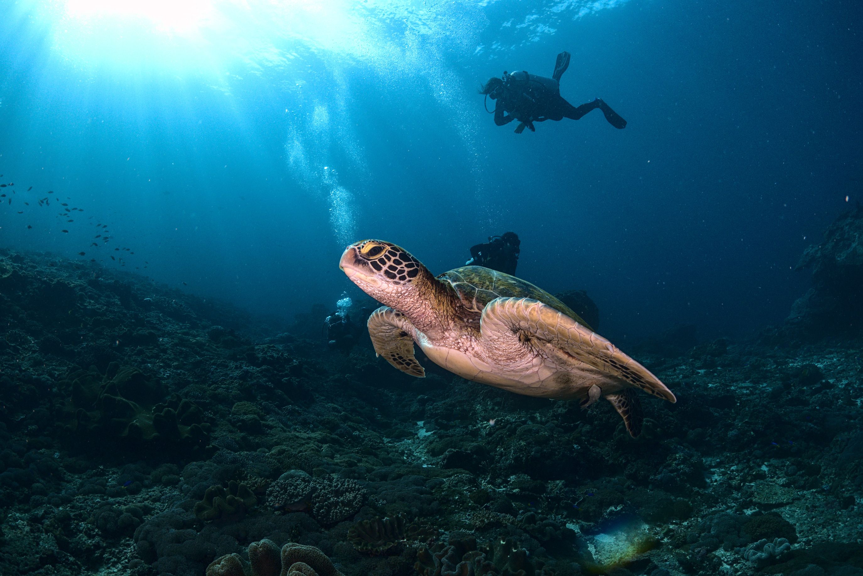 Fun Diving Experience in Nusa Penida with Karma Diving 2