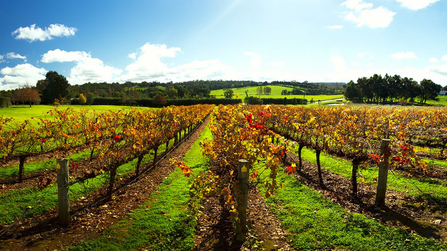 Hahndorf & Hills Food & Wine Small Group Tour with Tastings, Two-Course Lunch & Drink 1