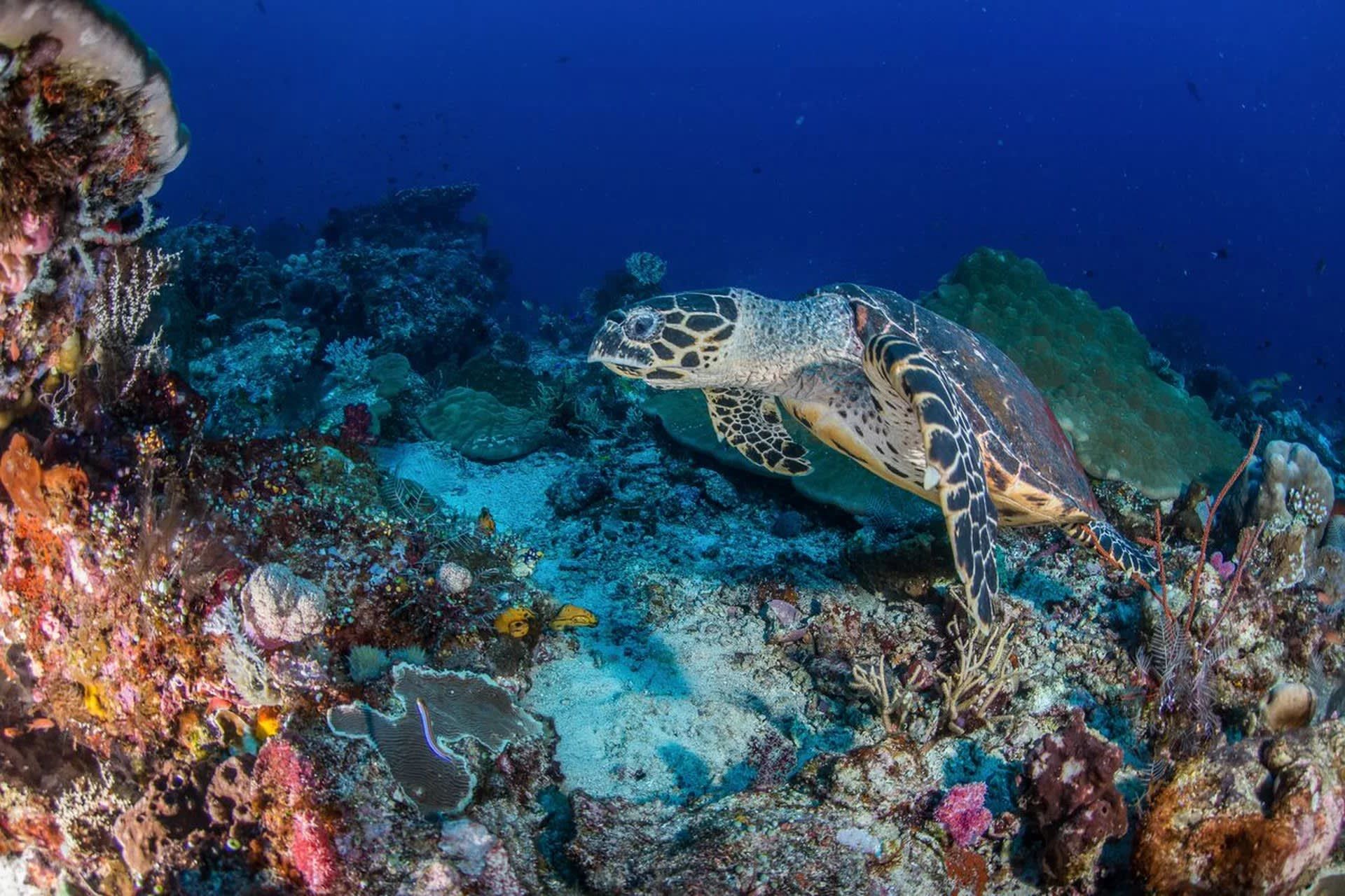 Gili Islands Full Day Diving with PADI 5* Dive Center 8