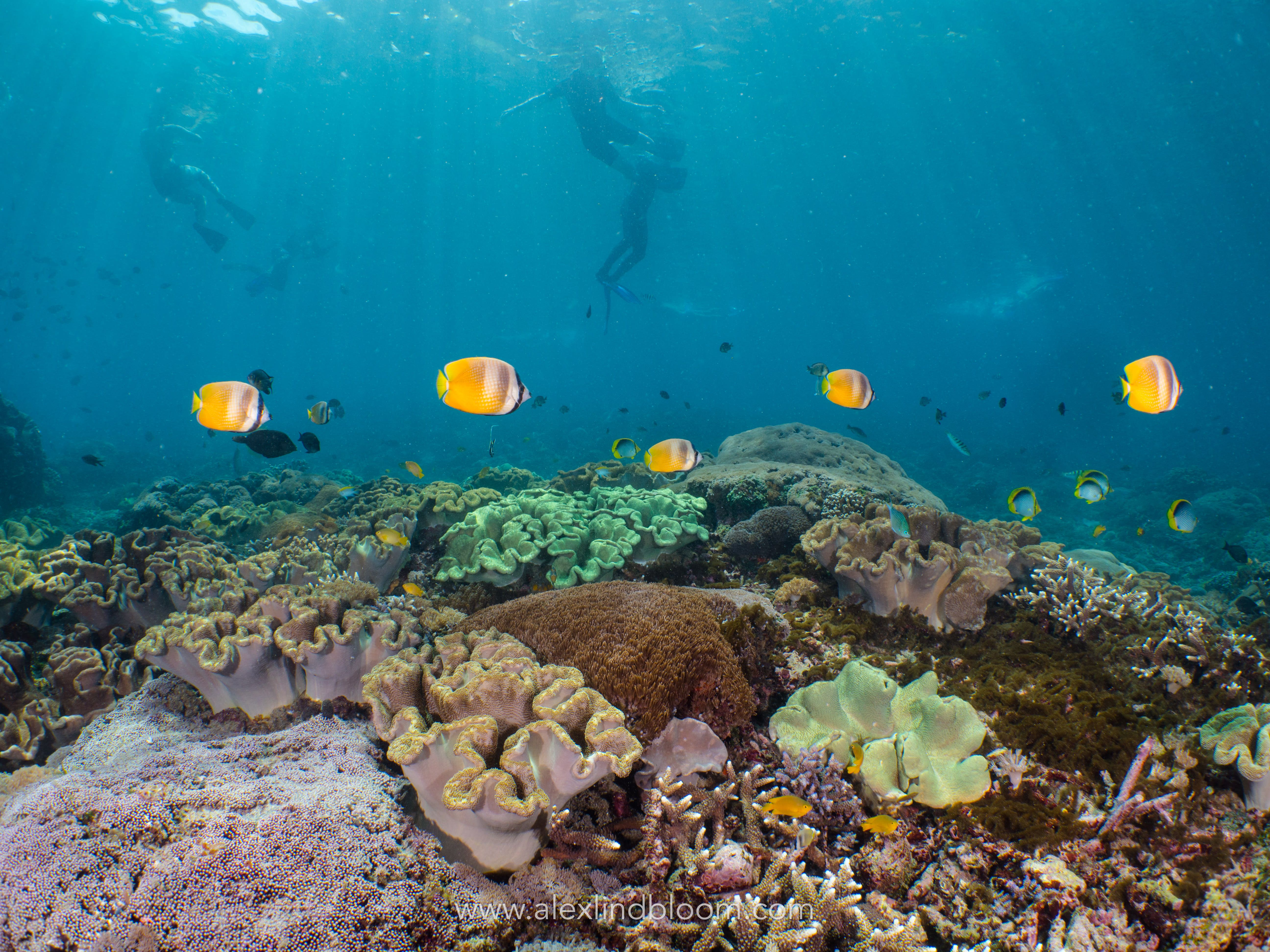 Amed Snorkeling Heaven with PADI 5 Star Center