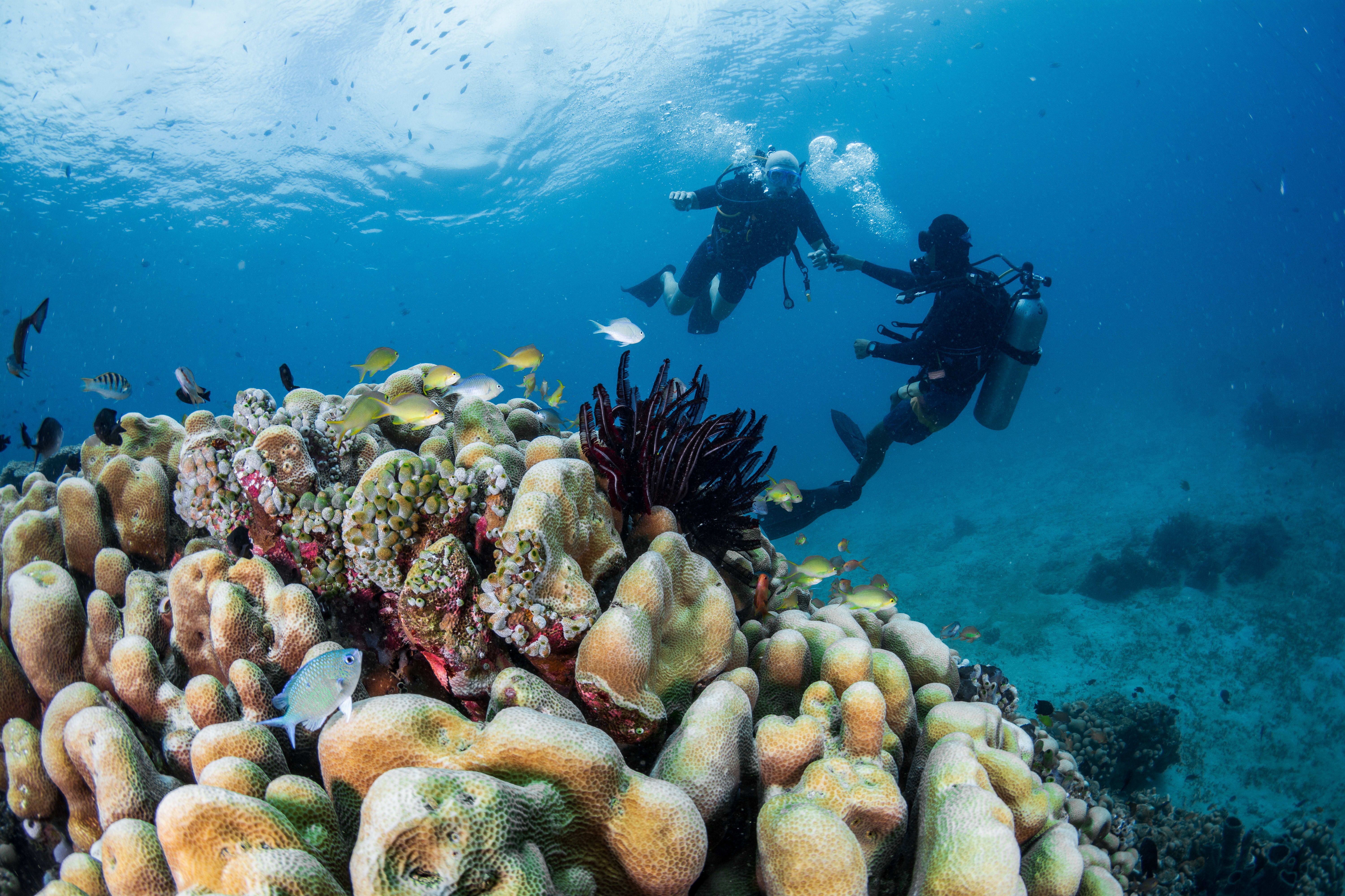 Explore Pemuteran's Depths: Discover Scuba Diving with PADI Center