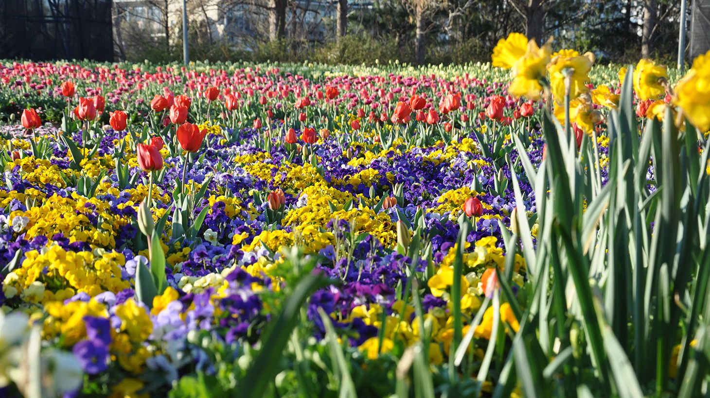 Full-Day Floriade Festival Small Group Tour with Tulip Top Gardens Visit & Pick-Up 2