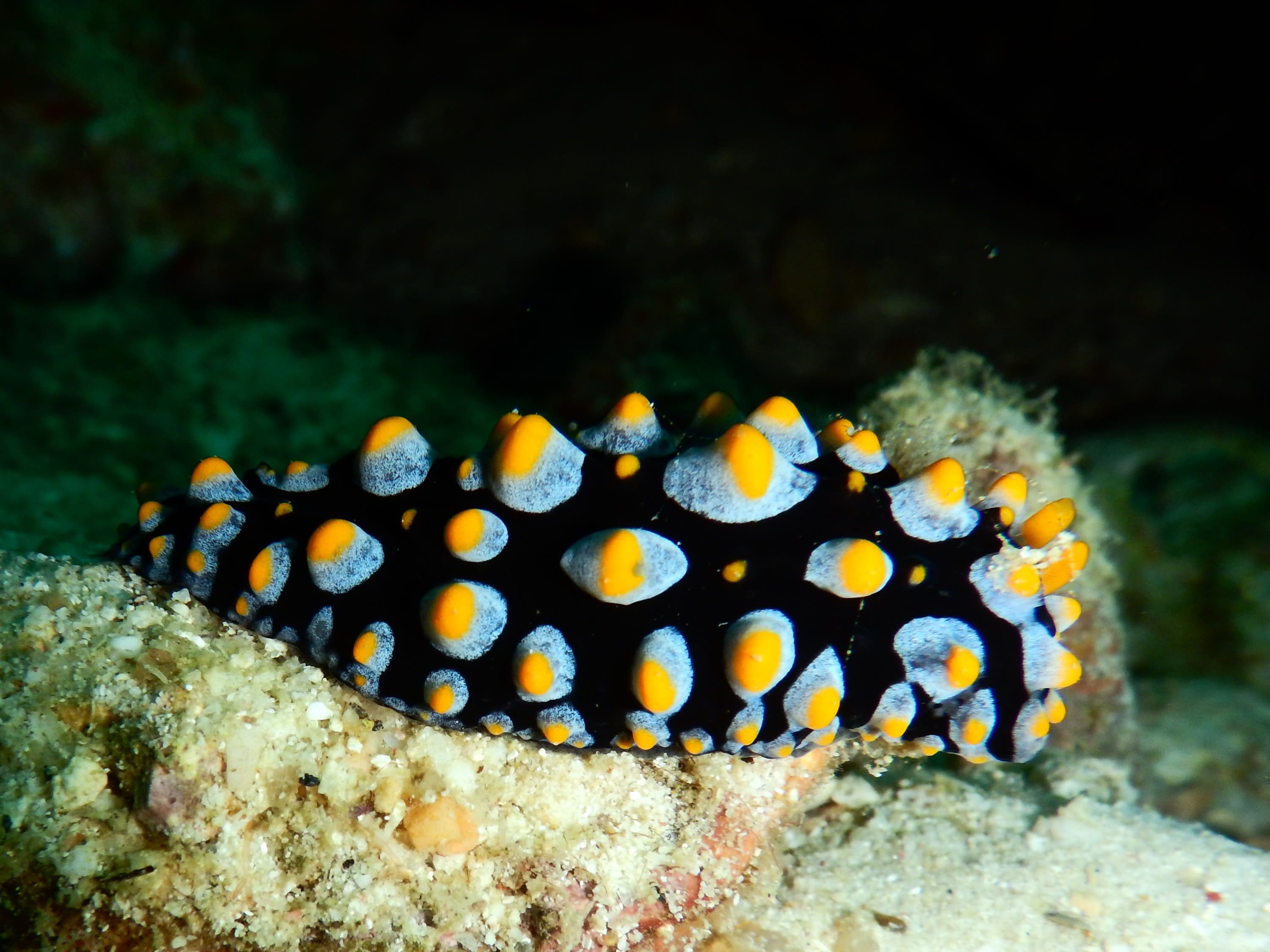Dive Longer: Nitrox Course with PADI 5* Dive Center in Koh Samui