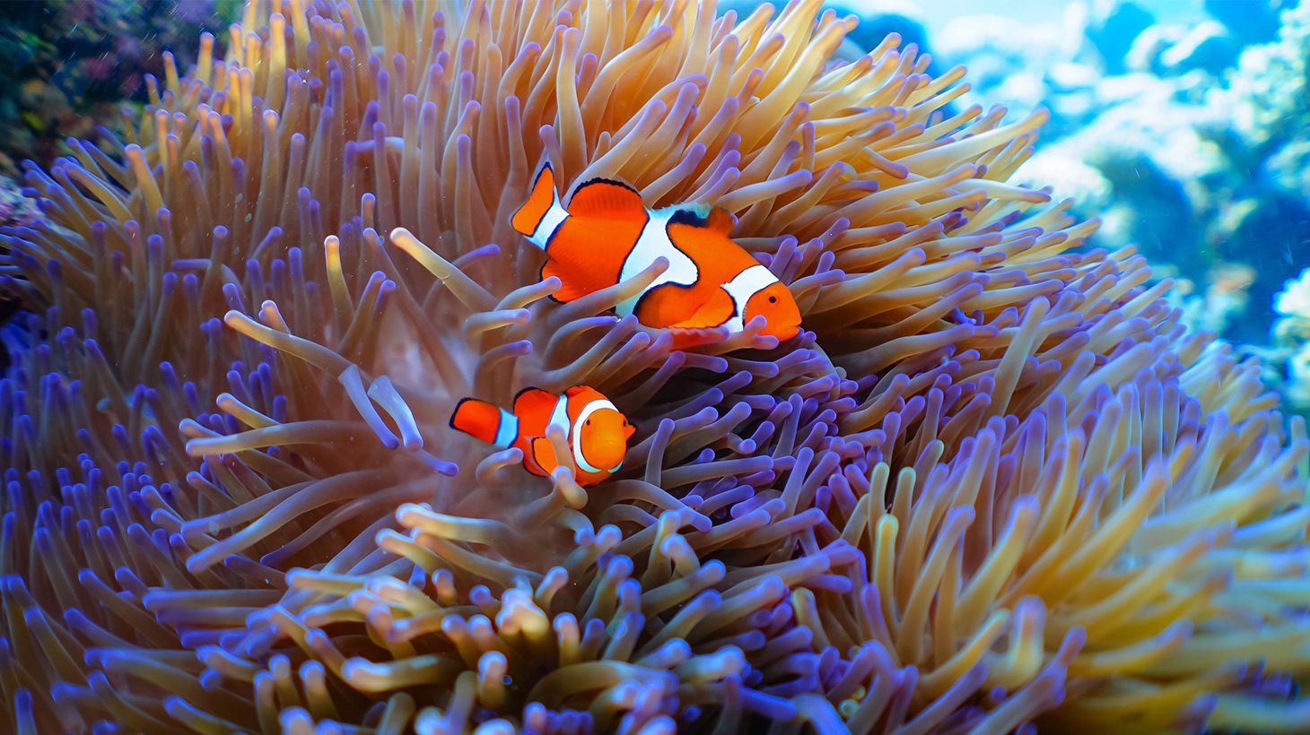 Full-Day Outer Barrier Reef Snorkelling Tour with All Equipment & Tropical Lunch 3